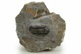 Detailed Gerastos Trilobite Fossil - Morocco #310567-3